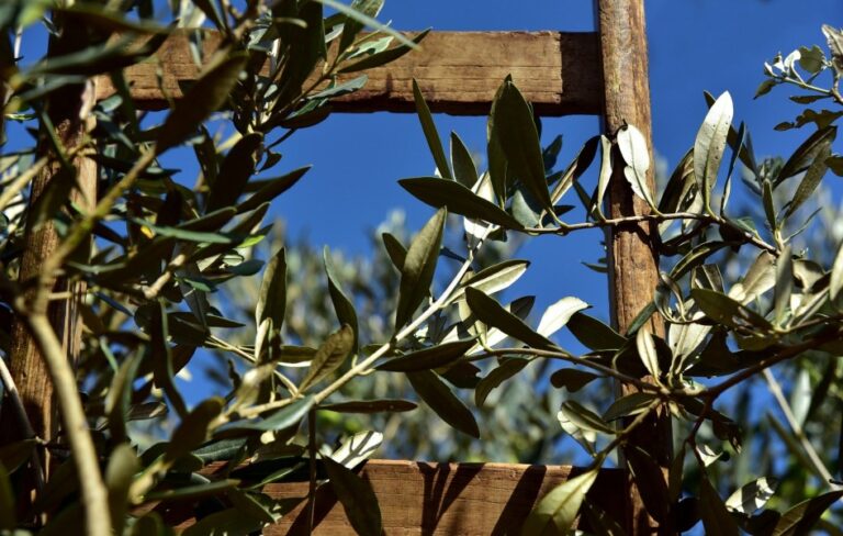 1552-es-aclaraciones-y-guia-rapida-de-cara-a-la-autorizacion-para-quemas-de-restos-de-poda-de-olivos-2020
