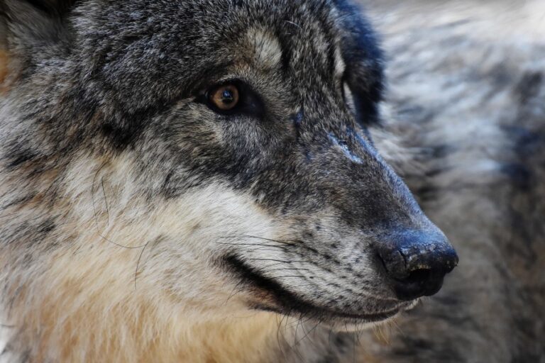 1590-es-noticiasexigimos-la-paralizacion-de-la-decision-de-considerar-al-lobo-como-especie-no-cinegetica