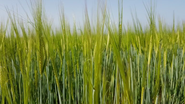 1594-es-noticiasasaja-aragon-alerta-de-graves-perdidas-economicas-en-el-cereal-de-secano-si-sigue-sin-llover