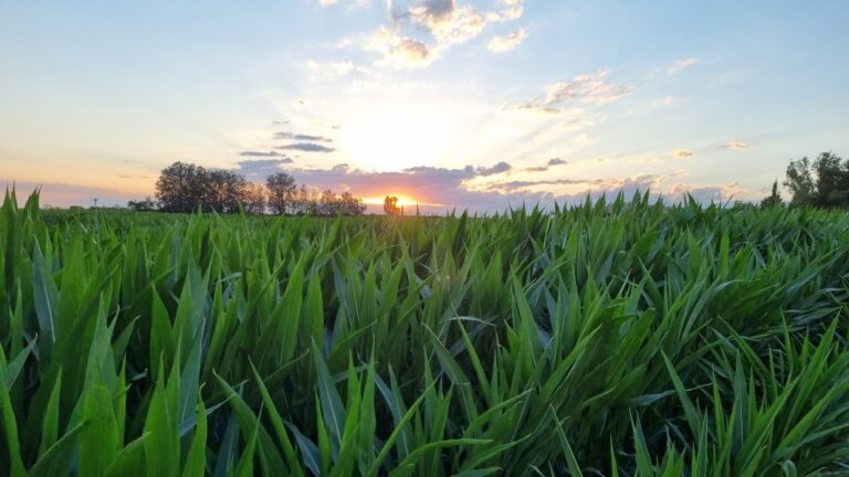 1680-es-noticiasel-cultivo-de-maiz-bt-en-espana-compensa-cada-ano-la-emision-de-mas-de-57-mil-toneladas-de-co2