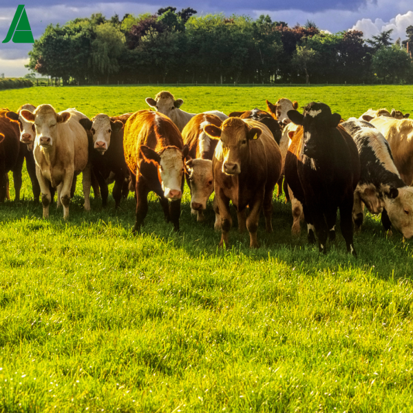 1780-es-noticiasasaja-aragon-propone-ayudas-del-ministerio-de-agricultura-para-las-explotaciones-mas-afectadas-por-l