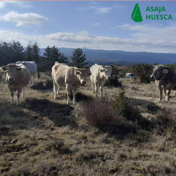 1785-es-noticiasalerta-sobre-los-crecientes-ataques-de-osos-en-el-pirineo-id1785clon-1784