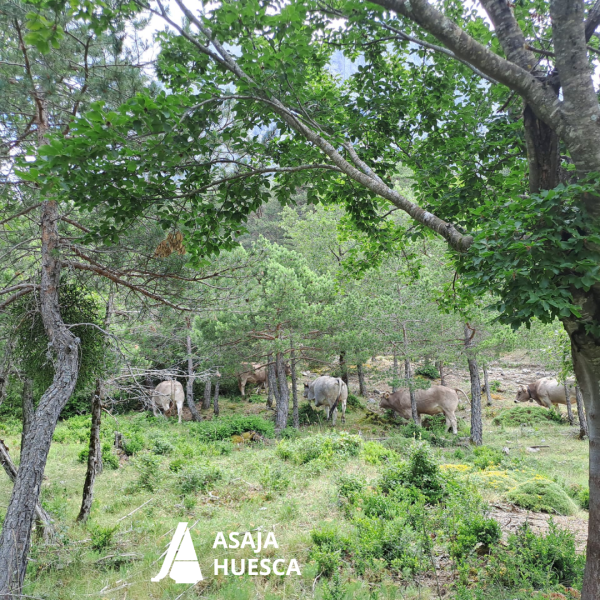 1787-es-noticiasasaja-huesca-valora-las-medidas-para-mitigar-los-ataques-de-osos-en-el-pirineo